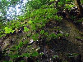 Paraboea vulpina population on a shaded limestone cliff, Banjaran, Perak, Malaysia
