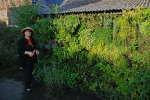 Noémie goes picking-up some aromatic plants on the wall