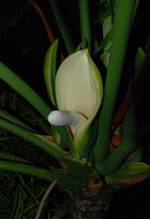 Philodendron bipinnatifidum inflorescence, cultivated  in Pagsanjan, Luzon