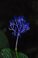 Palicourea sp. inflorescence, Tenorio, Costa Rica