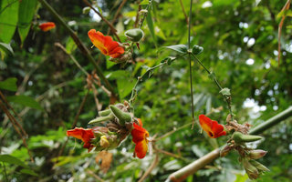 Thunbergia hossei, Phou Hin Poun, Khammouane, Laos