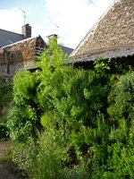 Aromatic plants,  Noémie