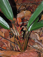 Scaphochlamys rubromaculata, inflorescence with bracts, Bukit Bauk, Trengganu, Malaysia