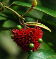 Clerodendrum deflexum, Mac Ritchie,  Singapour
