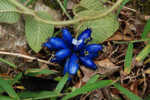 Coccocypselum lanceolatum, détail, Sierra do Mar, Curitiba