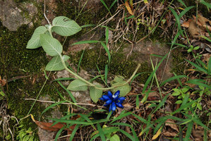 Coccocypselum lanceolatum, Sierra do Mar, Curitiba