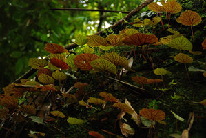 Begonia sinuata, leaf coulour diversity, Chanthaburi, Thailand