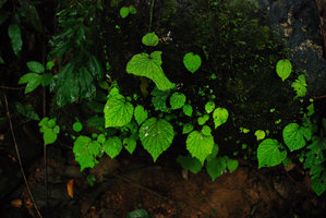 Begonia sinuata, green iridescence of the leaves, detail,  Si Phangnga NP, Thailand