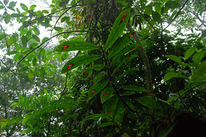 Columnea sanguinea, transparence,Tenorio, Costa Rica
