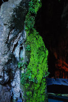 Cyathodium foetidissimum green iridescence, Batu Caves, Malaysia