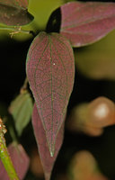Piper sp., feuilles à iridescence rose, Khonglor, Laos