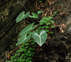 Alocasia longiloba, Malaisie