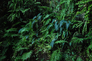 Alocasia longiloba, Batu Caves, Malaysia