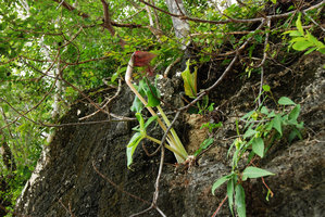 Arisaema fimbriatum flowering specimen on a sea-side limestone cliff, Langkawi, Malaysia