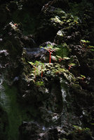 Begonia pteridiformis, transparency of red fleshy stems, Khao Sok