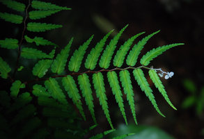 Begonia pteridiformis, zigzag stem, fern foliage and Begonia flower, Khao Sok, Thailande