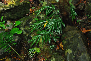 Globba albiflora, population with flowers on limestone boulders, Langkawi, Malaysia