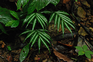 Globba albiflora, silver variegated leaves, Langkawi, Malaysia