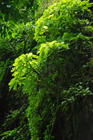 Impatiens mirabilis on limestone cliff, Khao Sok, Thailand