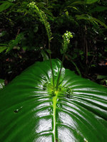 Monophyllaea horsfieldii, inflorescence arising from the junction between hypocotyl and the single macrocotyledon, Gua Tempurung, Perak, Malaysia