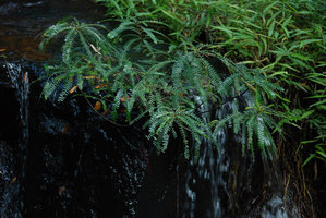 Phyllanthus rheophyticus, new species,  Hainan endemic, described in 2008, Hainan