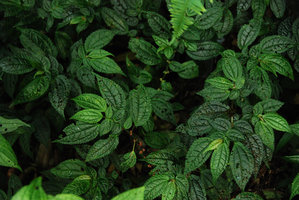 Pilea anisophylle, Sierra do Mar, Brésil
