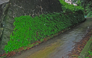 Conandron ramondioides on a stone wall, Hakone, Japan