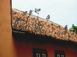 Aeonium ciliatum in a roof gutter, Tenerife, Canary Islands