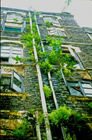 Herbaceous plants and Ficus benghalensis along a gutter, Mumbai, India