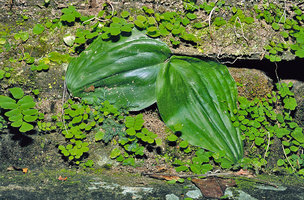 Kaempferia sp with tuber between the stones of  Beng Melea temple, Angkor, Cambodia