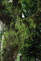 Rhipsalis and Tillandsia epiphytic in town, Joinville, Brazil