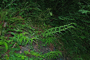 Tricyrtis hirta through a grid on roadside sustaining wall, Hakone, Japan