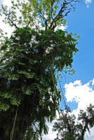 Philodendron bipinnatifidum epiphytic, Joinville, Brazil