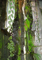 Nausicaa, plants on seeping cliff by Patrick Blanc, 2003