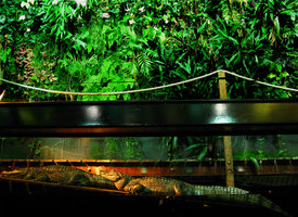 Nausicaa, Caïmans and Mur végétal