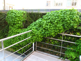Parlement Bruxelles, Geranium macrorrhizum