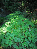 Chaumont sur Loire, Boehmeria tricuspis in the Vallon des Brumes