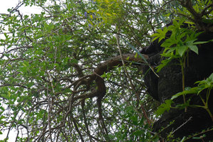 Chaumont sur Loire, Broussonetia papyrifera on top of the Wall, Aug. 2009