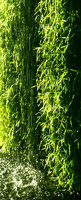 Chaumont sur Loire, Agrostis stolonifera, waterfall
