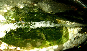 Aponogeton madagascariensis, Flutes aux Rheophytes, P. Blanc exhibition Folies Vegetales, Espace EDF Electra, Paris