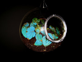Bulles aux Begonias, with the leaf iridescent Begonia pavonina, exhibition Folies Végétales by Patrick Blanc, Espace EDF Electra, Paris