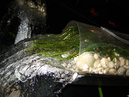 Crinum calamistratum inside the Flûtes aux Rhéophytes, Exhibition Folies Végétales by Patrick Blanc, Espace EDF Electra, Paris