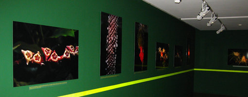 Photos Gallery by Patrick Blanc, exhibition Folies Végétales, Espace EDF Electra, Paris