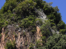 Paraboea paniculata population on an exposed limestone cliff, Banjaran, Perak, Malaysia