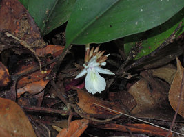 Scaphochlamys biloba, flower close-up, Bukit Bakar, Kelantan, Malaysia