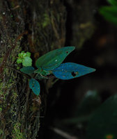 Sonerila sp., leaf blue iridescence, Khonglor, Hinboun Valley, Laos, Jan. 2012