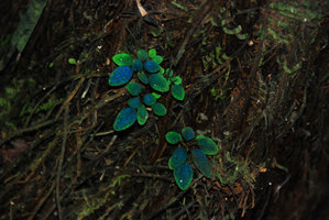 Sonerila, young leaves blue iridescence, Khonglor, Hinboun Valley, Laos