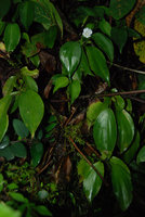 Camptandra parvula, Bukit Larut, Malaisie