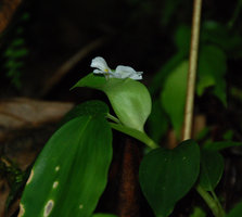 Camptandra parvula, spathe and flower, Bukit Larut, Malaisie