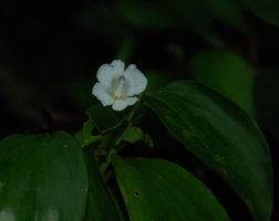 Camptandra parvula,flower, Bukit Larut, Malaisie